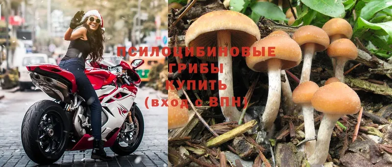 где купить   Нижнеудинск  Галлюциногенные грибы Psilocybe 